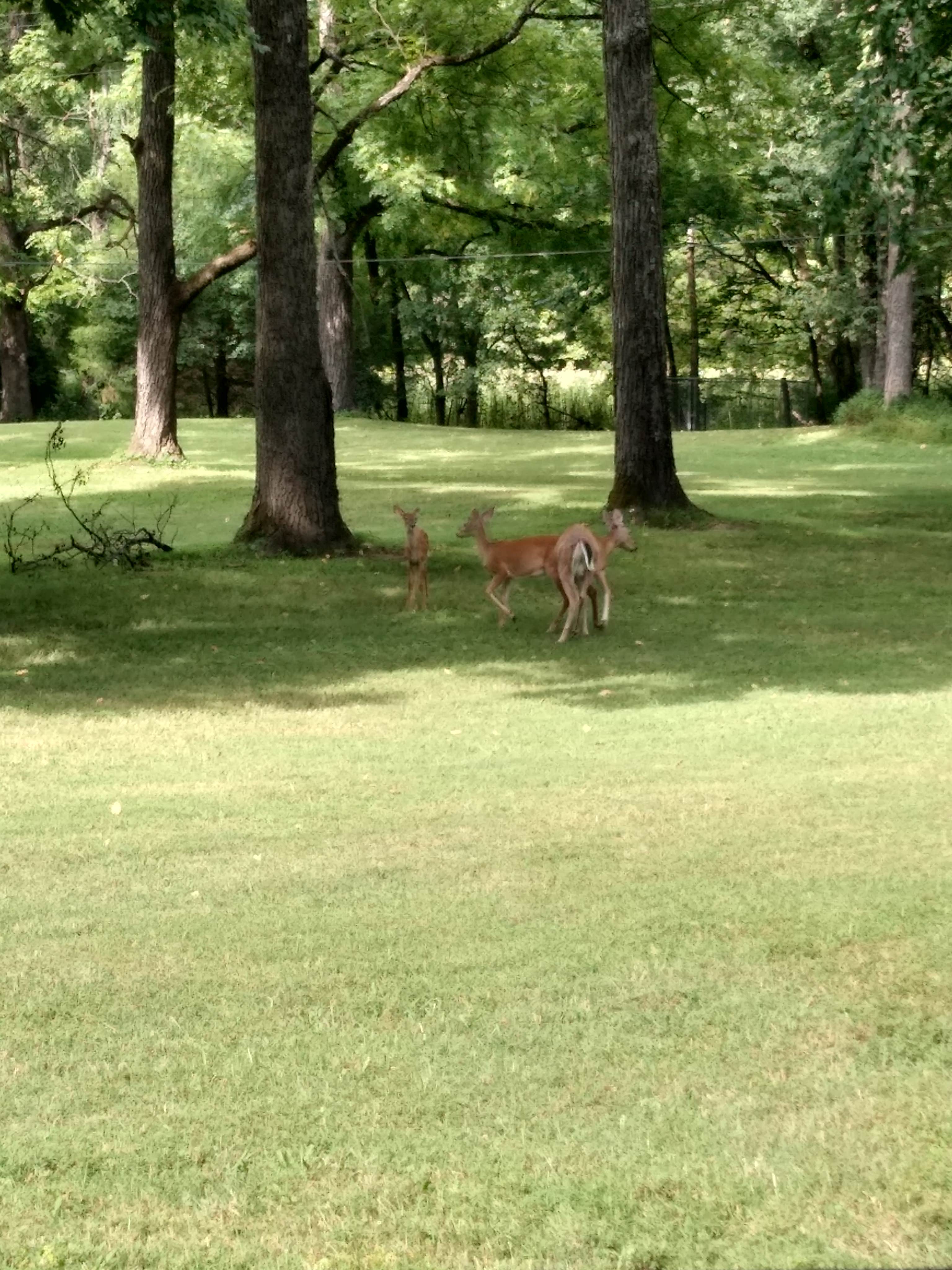 Jessica L.'s photo of camping with pets at Montgomery Bell State Park Campground in Tennessee