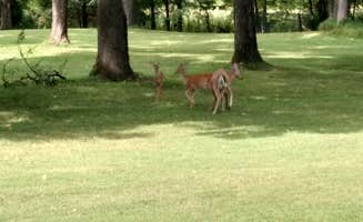 Jessica L.'s photo of camping with pets at Montgomery Bell State Park Campground near Waverly, TN