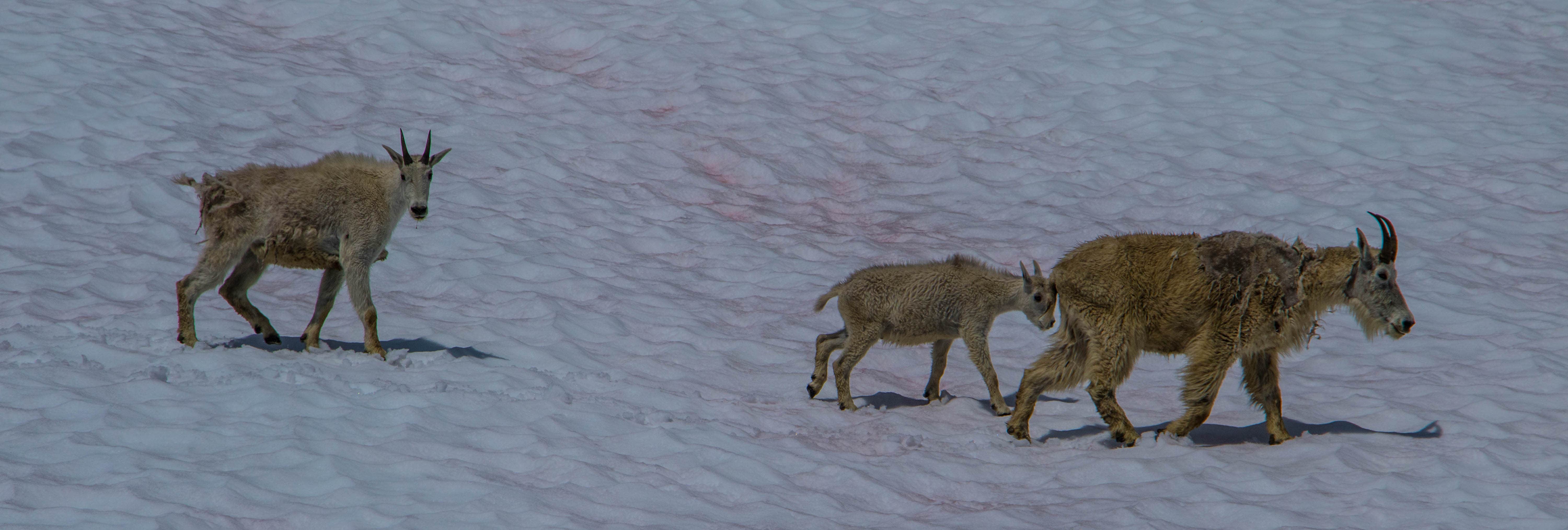 Camper-submitted photo at Sahale Glacier Camp — North Cascades National Park near North Cascades National Park