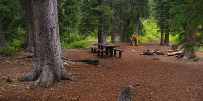 Camper submitted image from Cottonwood Group Campsite