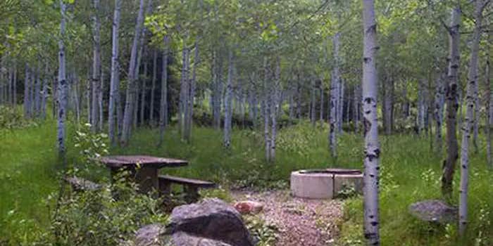 Camper submitted image from Ashley National Forest Iron Mine Campground