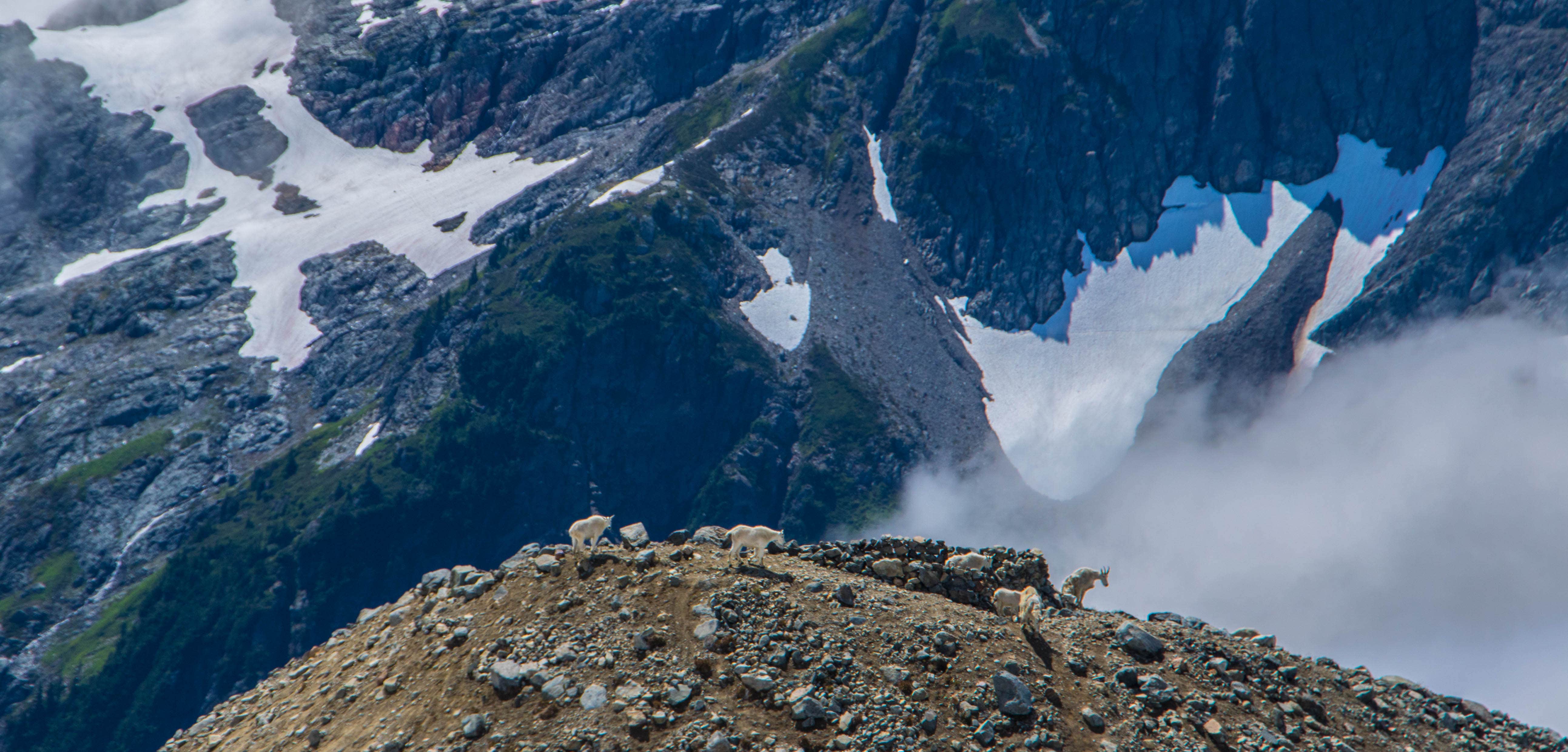 Camper-submitted photo at Sahale Glacier Camp — North Cascades National Park near North Cascades National Park