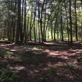 Review photo of Greenwood Furnace State Park Campground by Ann P., August 26, 2019