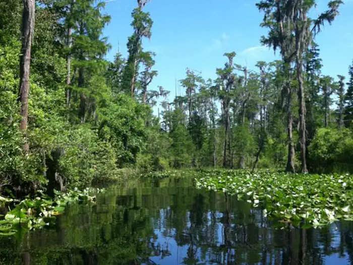 Camper submitted image from Okefenokee National Wildlife Refuge Camping - 1