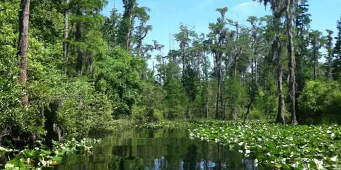 Camper submitted image from Okefenokee National Wildlife Refuge Camping