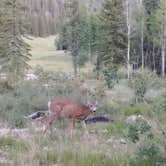 Review photo of DeMotte National Forest Campground by Suzi F., August 26, 2019