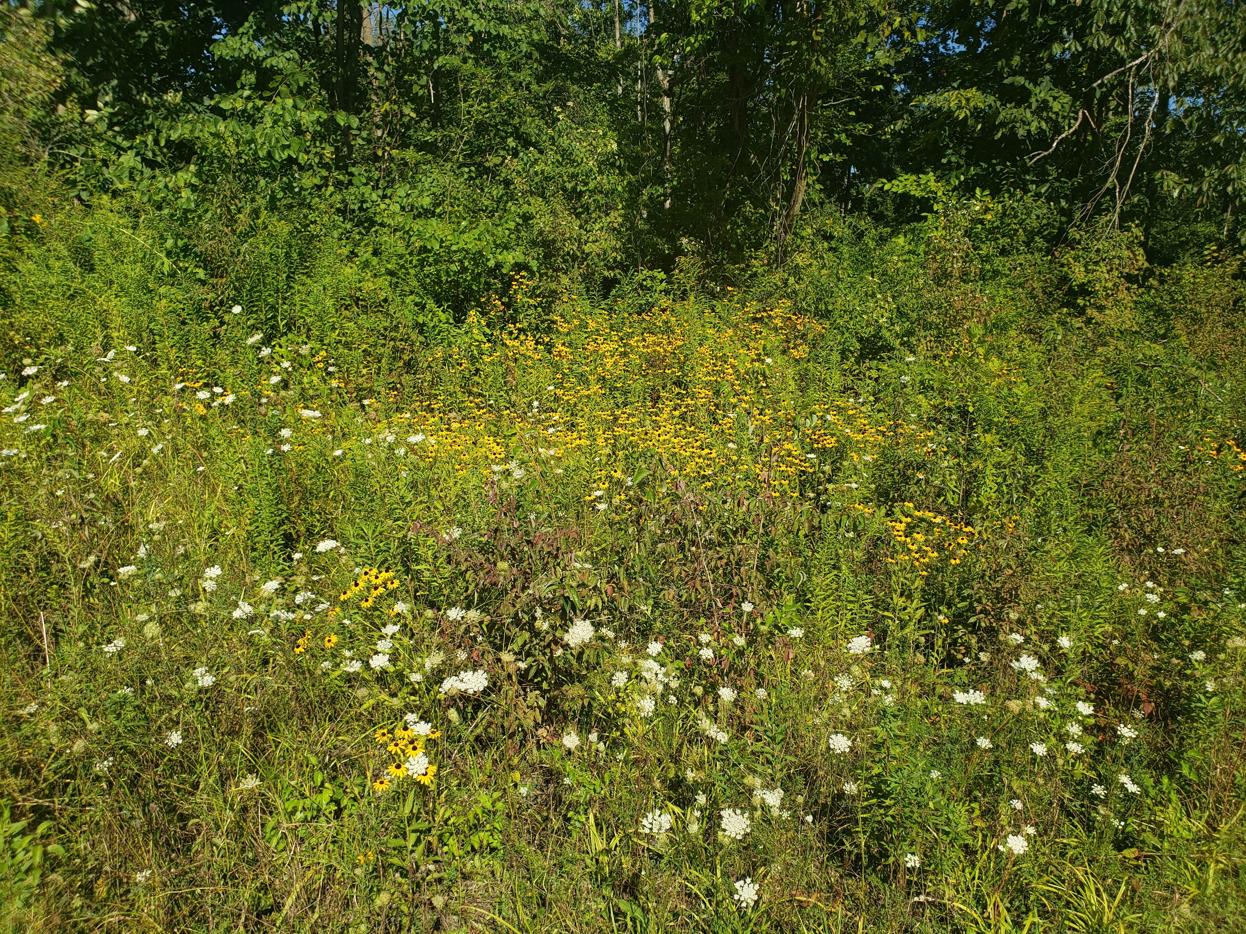 Camper-submitted photo at Kilsoquah Camp near Arcola, IN