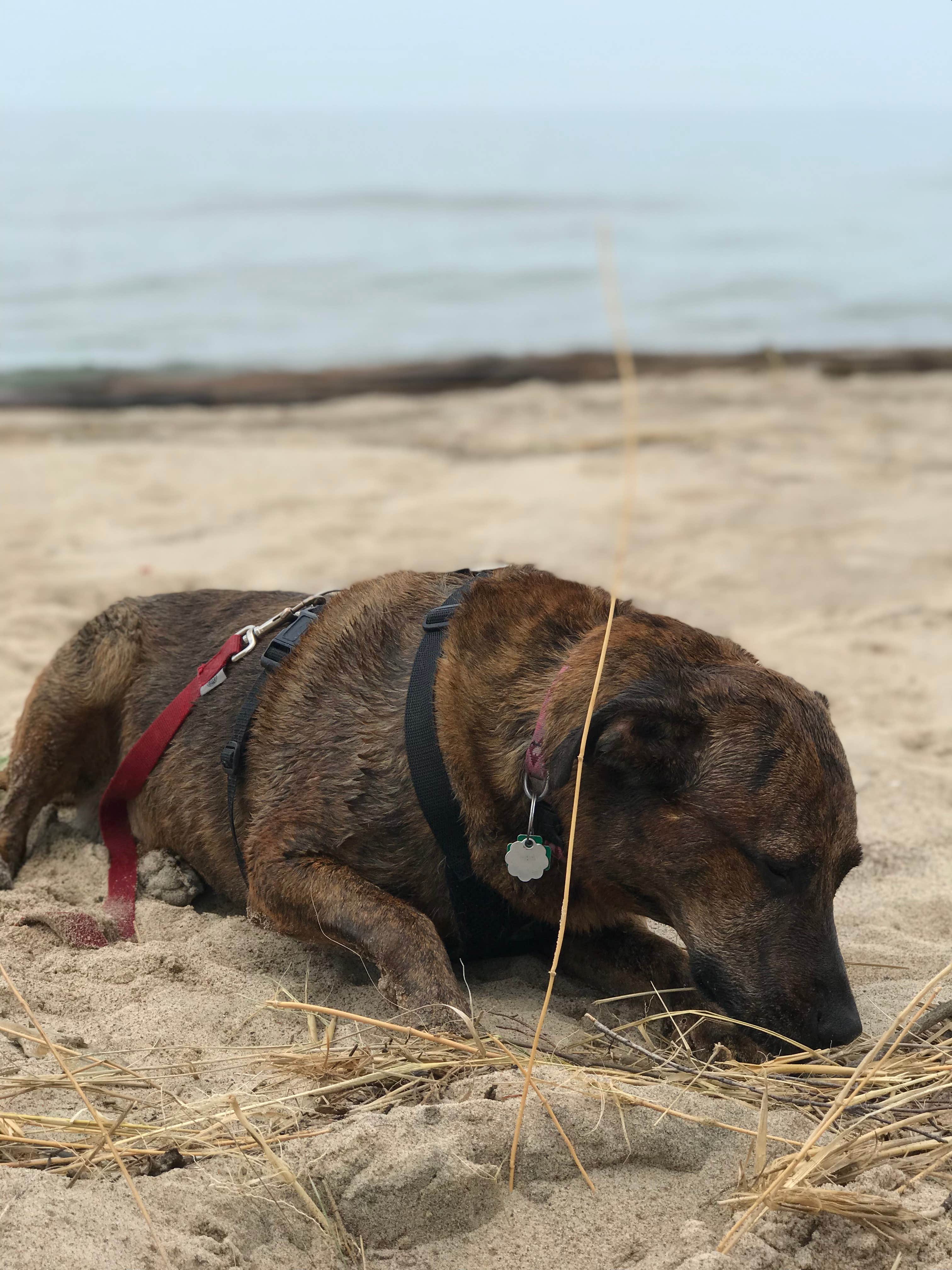 Shelagh R.'s photo of camping with pets at Warren Dunes State Park Campground near Mishawaka, IN