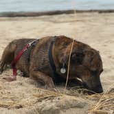 Review photo of Mount Randall Campground — Warren Dunes State Park by Shelagh R., August 26, 2019