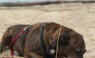 Shelagh R.'s photo of camping with pets at Warren Dunes State Park Campground near Michigan City, IN