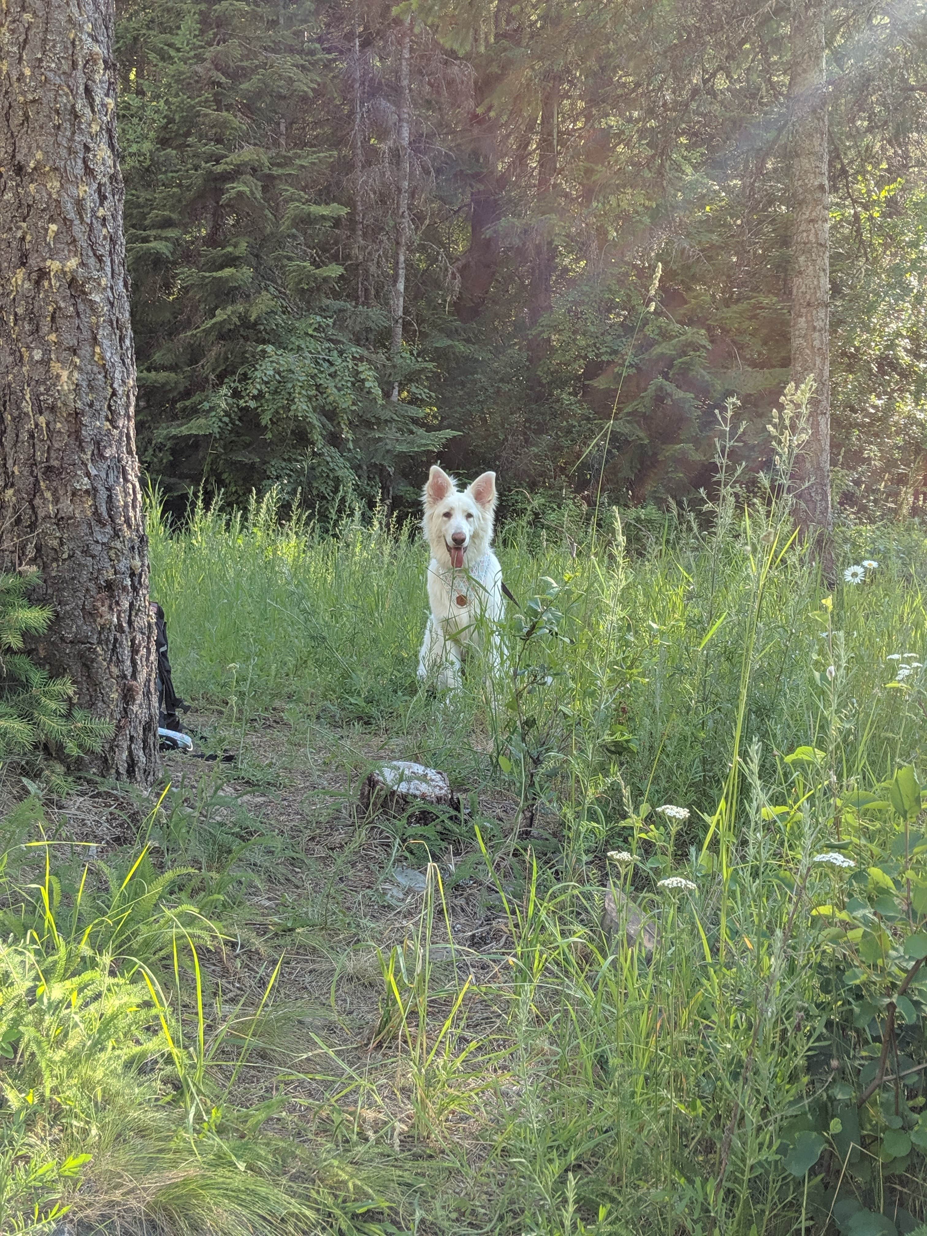 Annika W.'s photo of camping with pets at Beauty Creek Campground near Medimont, ID
