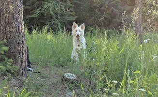 Annika W.'s photo of camping with pets at Beauty Creek Campground near Dalton Gardens, ID