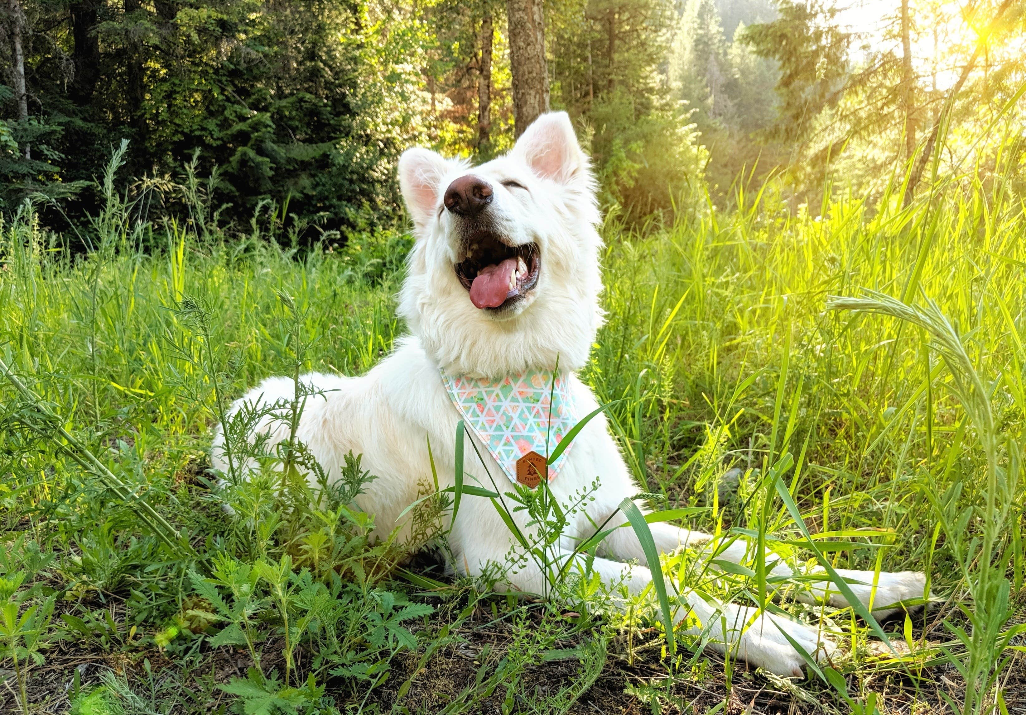 Annika W.'s photo of camping with pets at Beauty Creek Campground near Newman Lake, WA