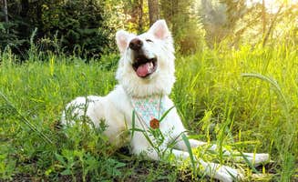 Annika W.'s photo of camping with pets at Beauty Creek Campground near Cataldo, ID