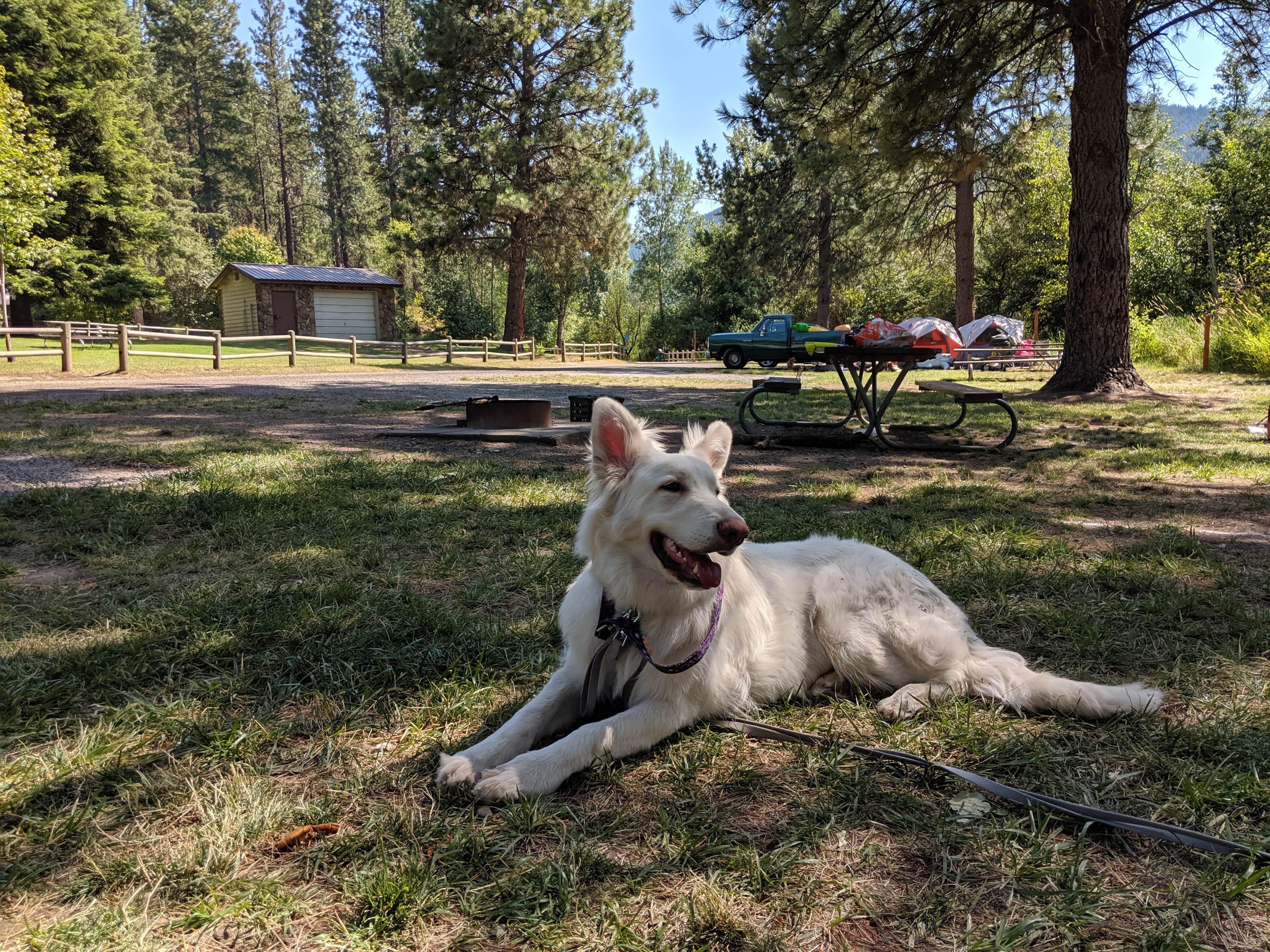 Annika W.'s photo of camping with pets at Liberty Lake Regional Park near Coeur d'Alene, ID