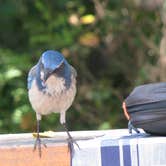 Review photo of Pinnacles Campground — Pinnacles National Park by April H., November 15, 2025