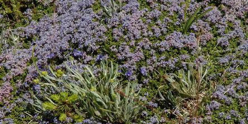 Camper submitted image from Snow Camp Lookout