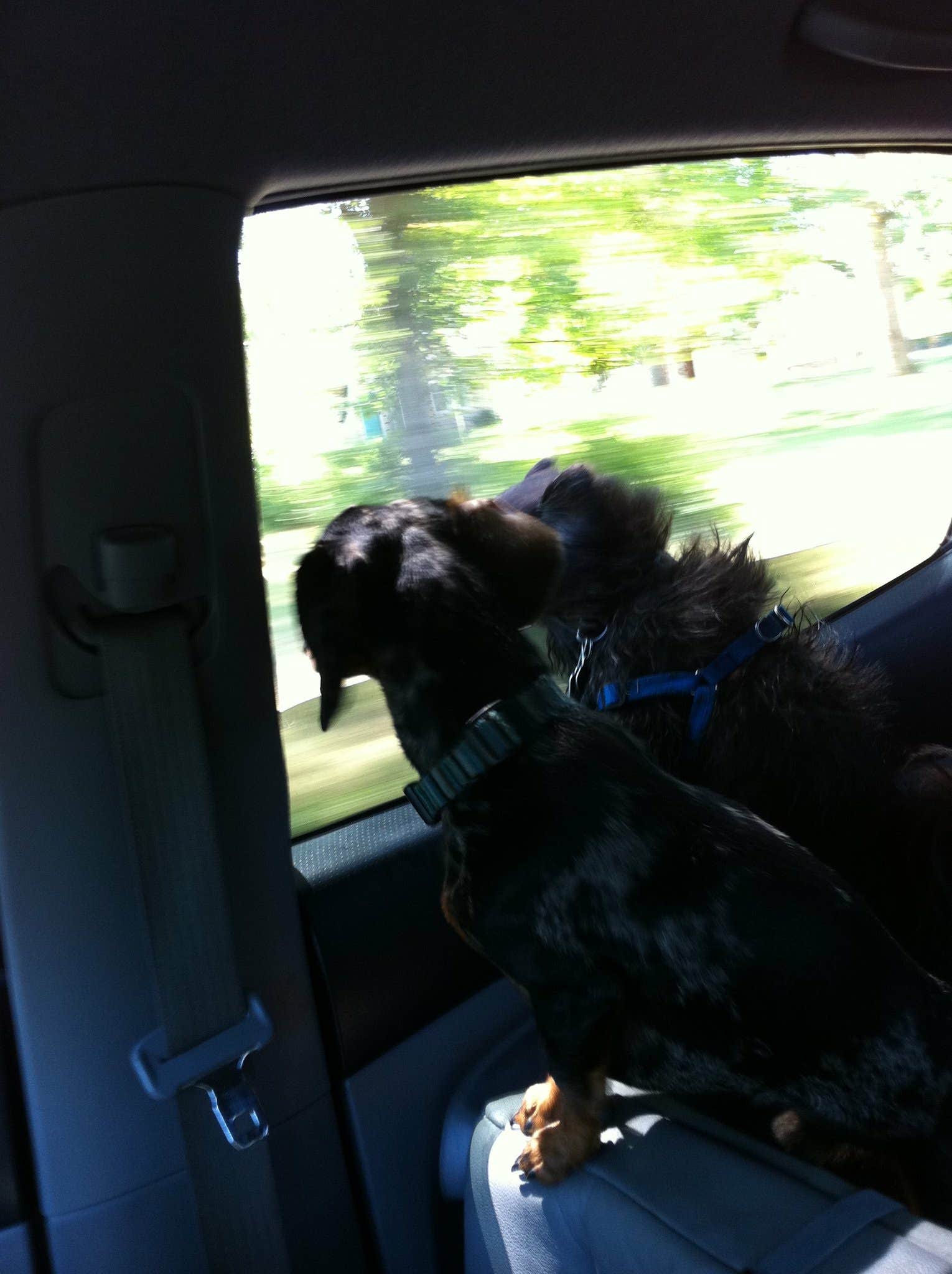 Shelly S.'s photo of camping with pets at Table Rock State Park Campground near Greer, SC