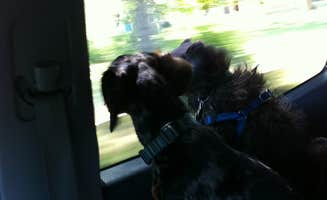 Shelly S.'s photo of camping with pets at Table Rock State Park Campground near Pelzer, SC