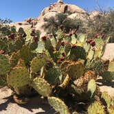 Review photo of Hidden Valley Campground — Joshua Tree National Park by Justin B., August 26, 2019