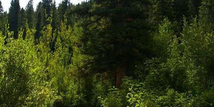 Camper submitted image from Paris Springs Campground