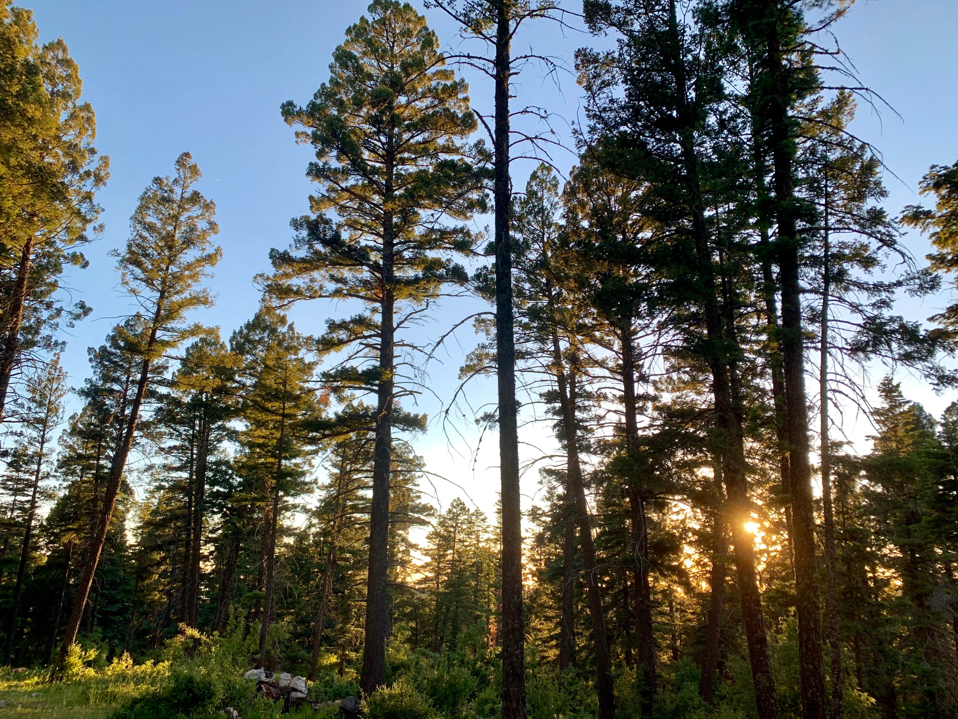 Nature