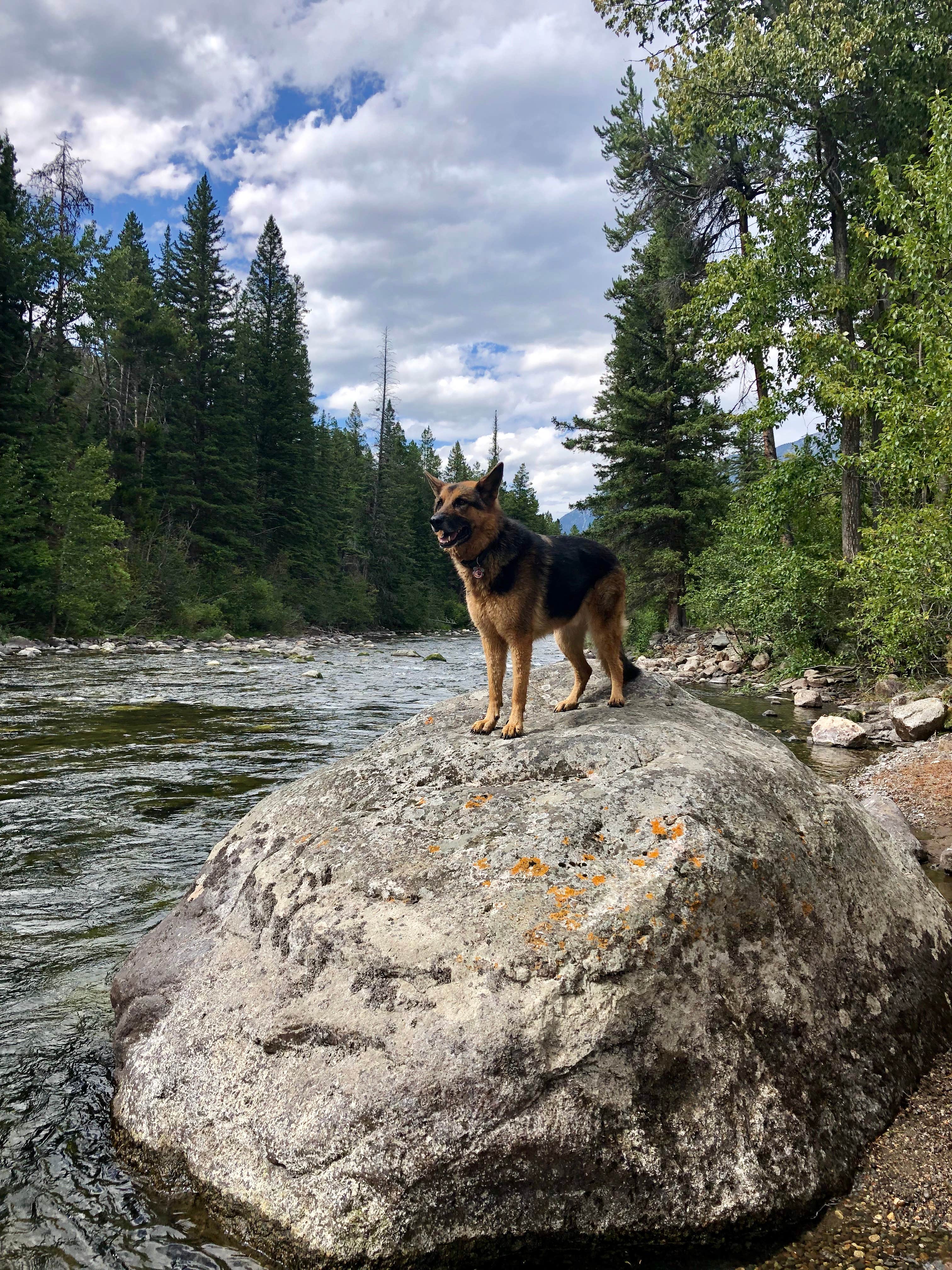 Thomas F.'s photo of camping with pets at Chippy Park near Greycliff, MT