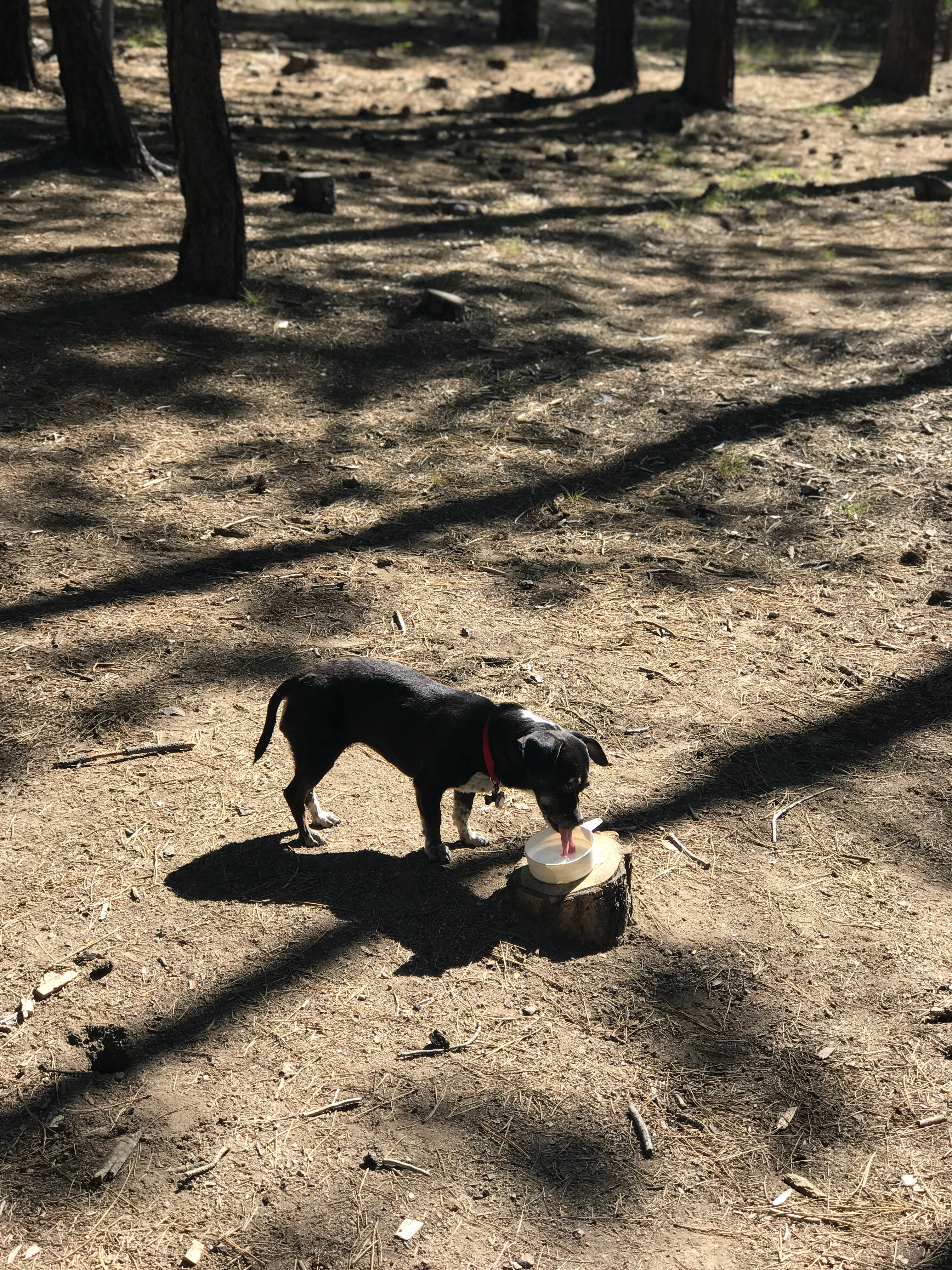 Audrey M.'s photo of camping with pets at Mckay Crossing Campground near Brothers, OR
