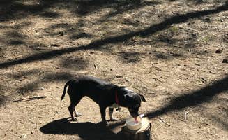 Audrey M.'s photo of camping with pets at Mckay Crossing Campground near Fort Rock, OR