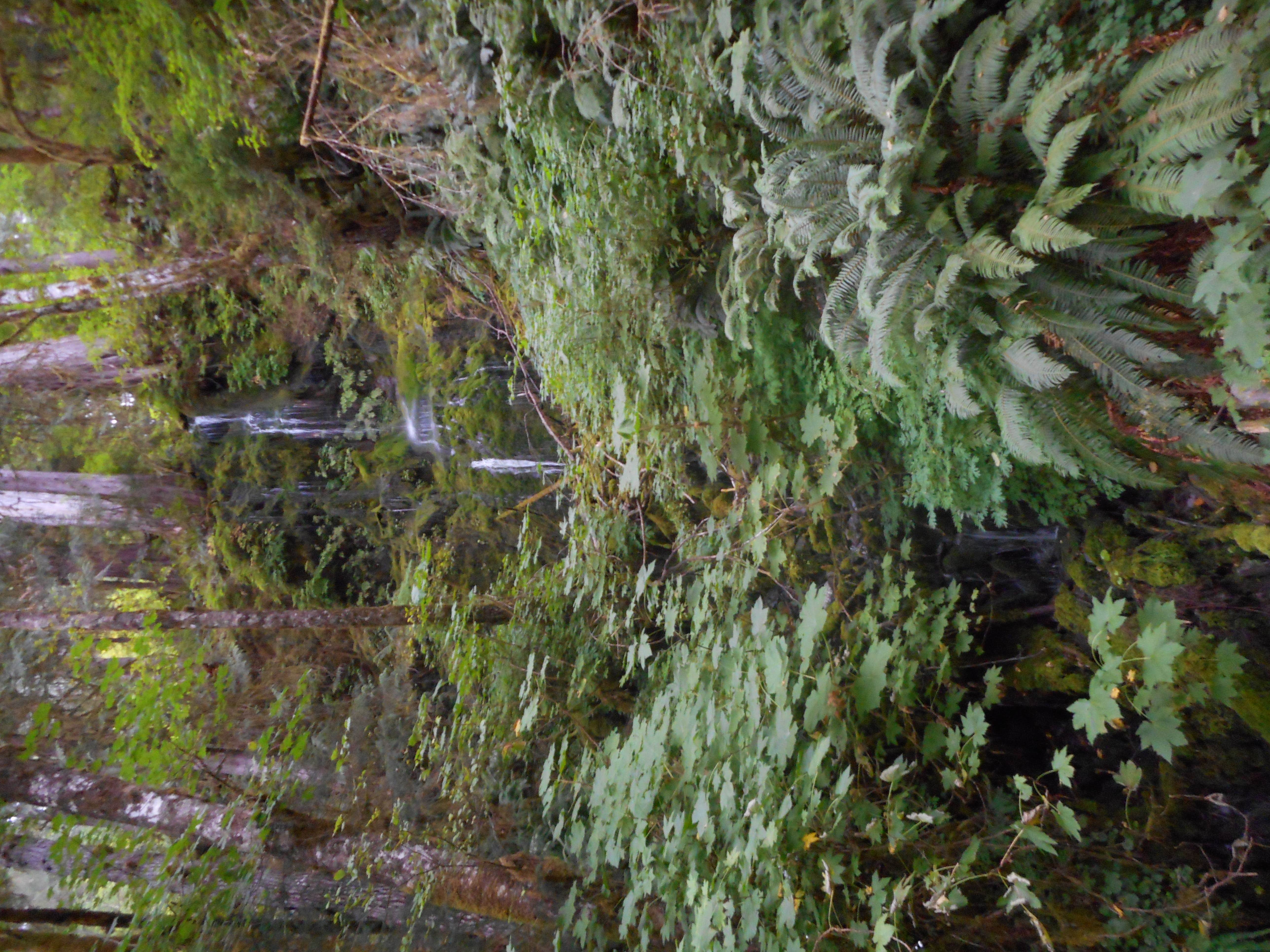 Falls Creek Campground Quinault, WA