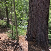 Review photo of Fallen Leaf Campground - South Lake Tahoe by Suzy R., August 27, 2019