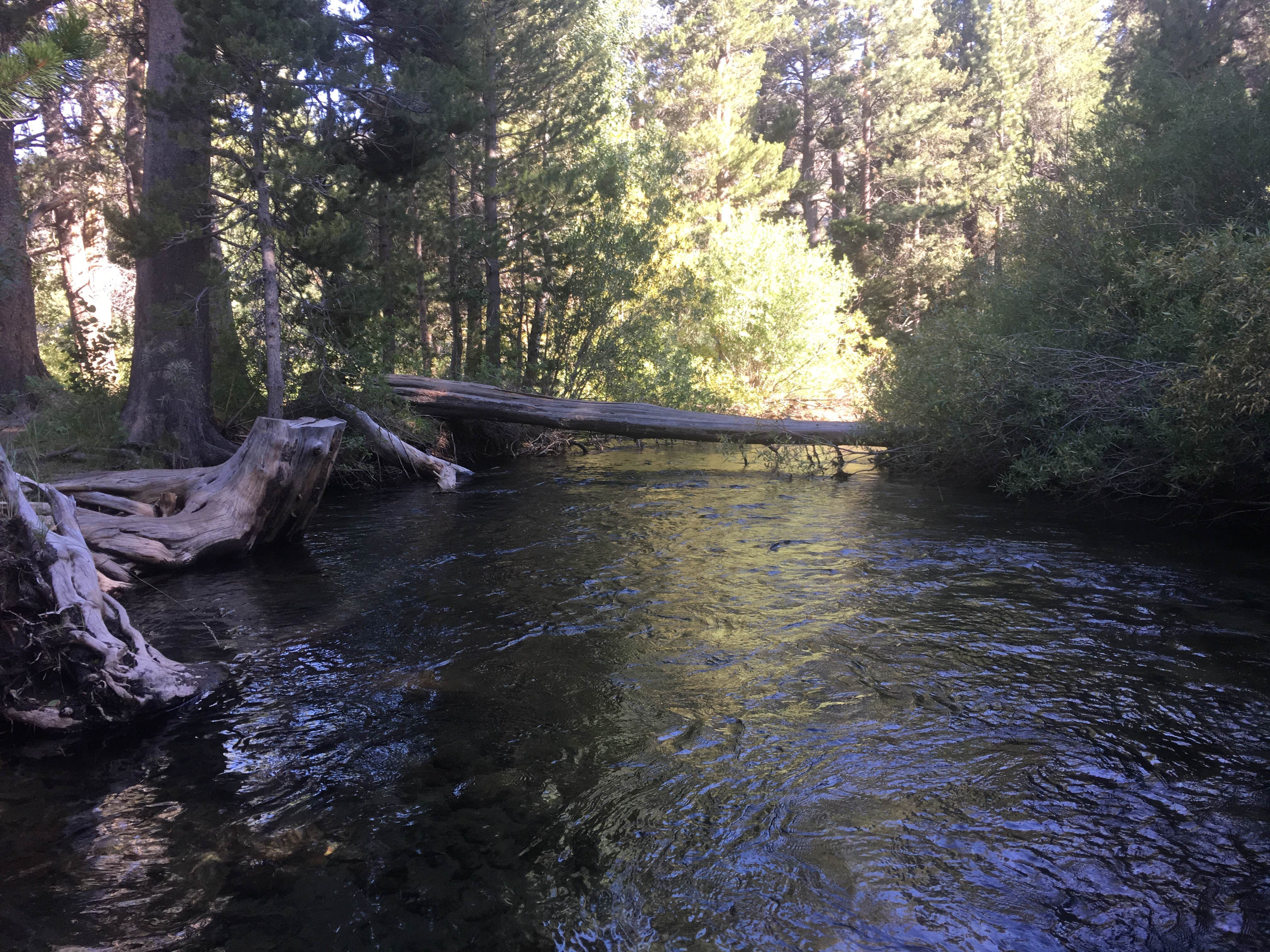 Camping near Aspen Campground: Moraine Overflow Campground, Lee Vining, California