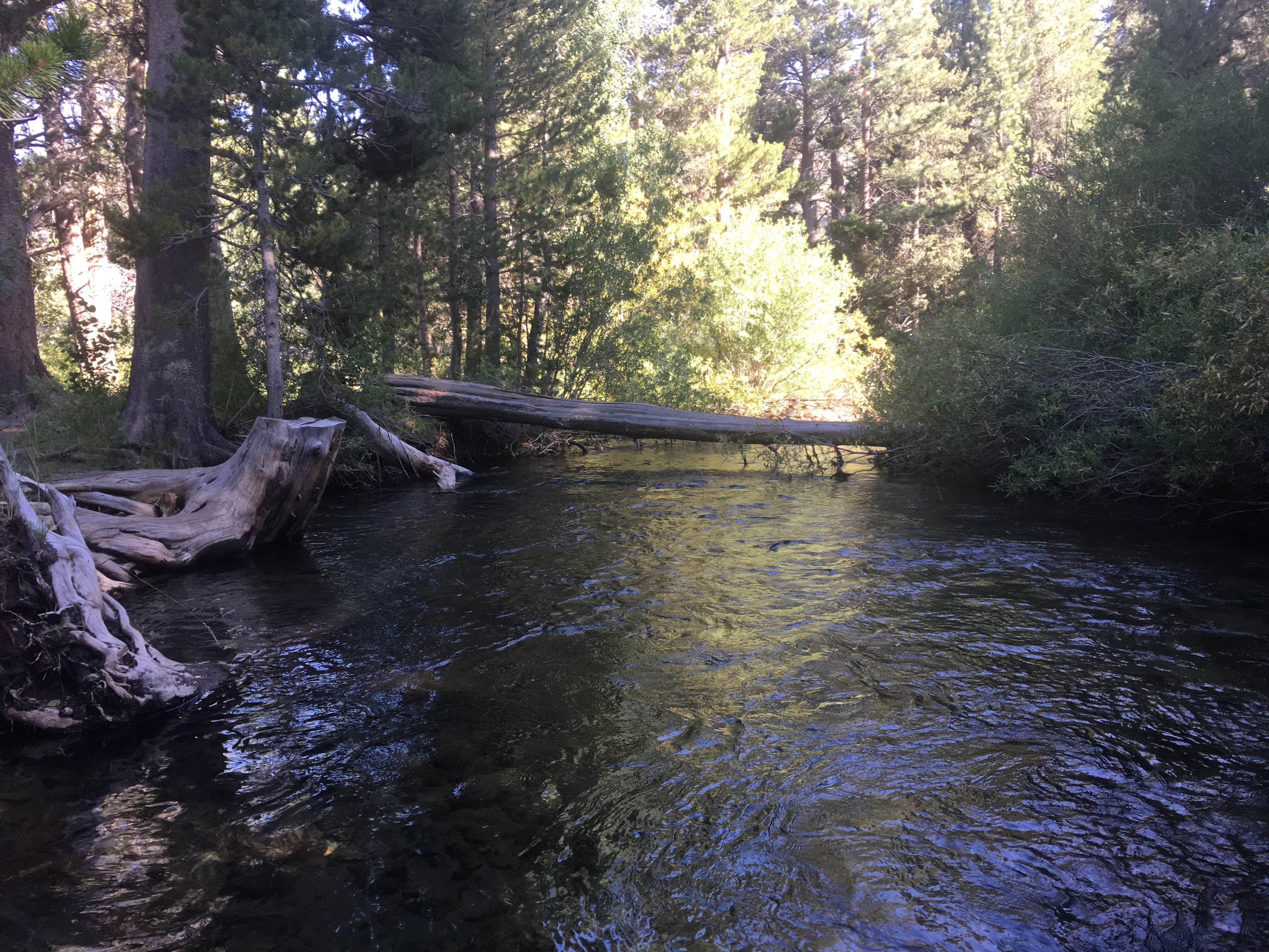 Camper submitted image from Moraine Overflow Campground - 1