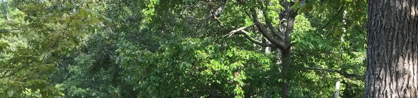 Camper-submitted photo at Cherokee National Forest Chilhowee Campground near Etowah, TN