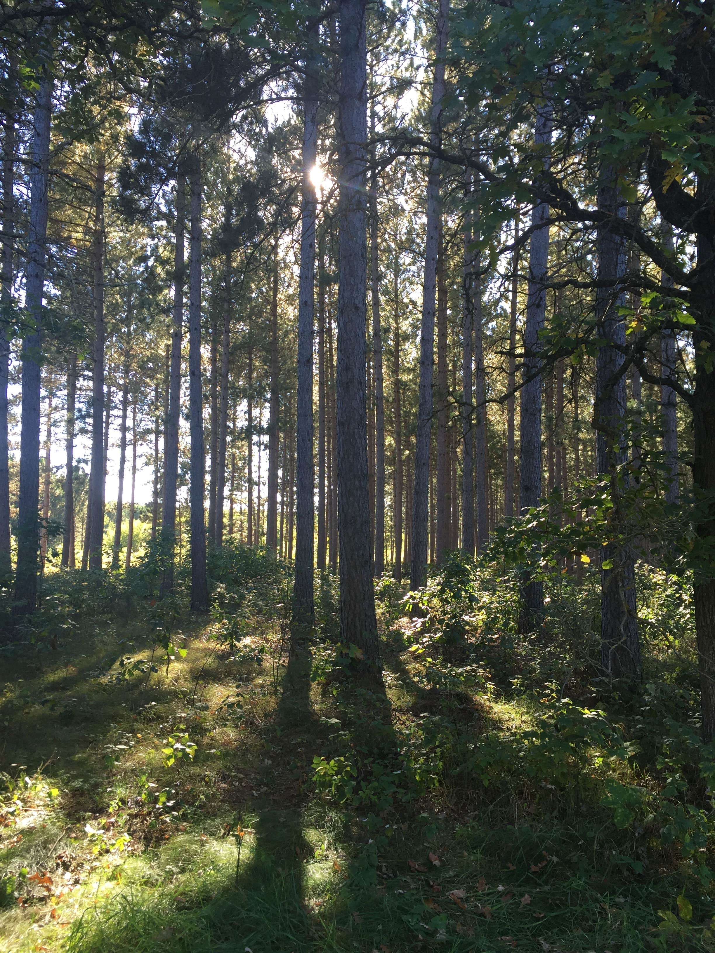 Camper-submitted photo at Huntersville Forest Landing near Horton, MN