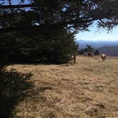 Review photo of Hickory Ridge Campground — Grayson Highlands State Park by Elizabeth V., August 27, 2019