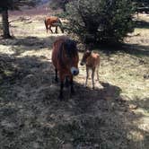 Review photo of Hickory Ridge Campground — Grayson Highlands State Park by Elizabeth V., August 27, 2019