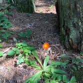 Review photo of Pine Ridge Campground — Itasca State Park by Nicole E., August 27, 2019