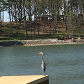 Review photo of Chester Frost Park by Susan H., August 28, 2019