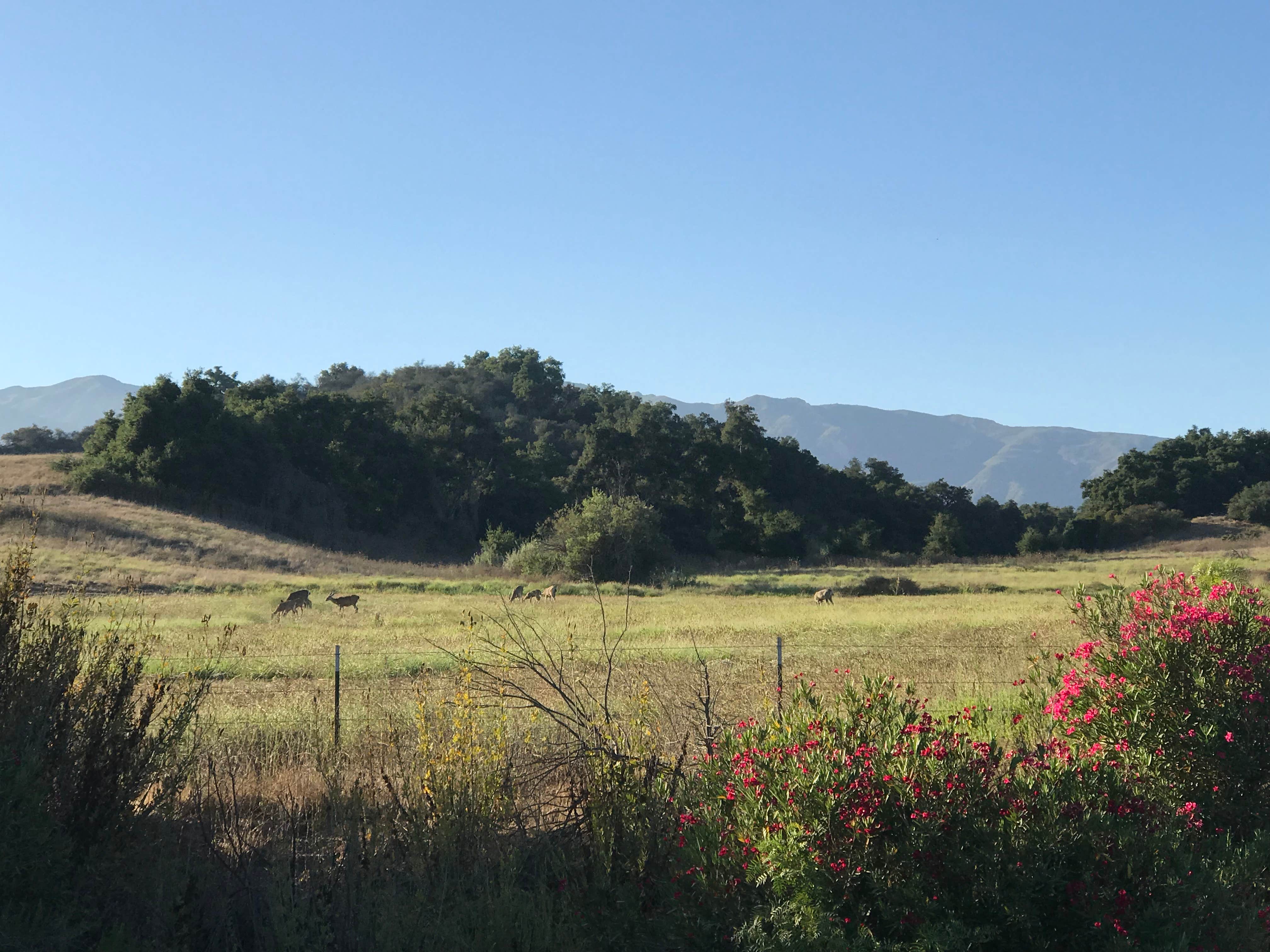 Deer in the watershed