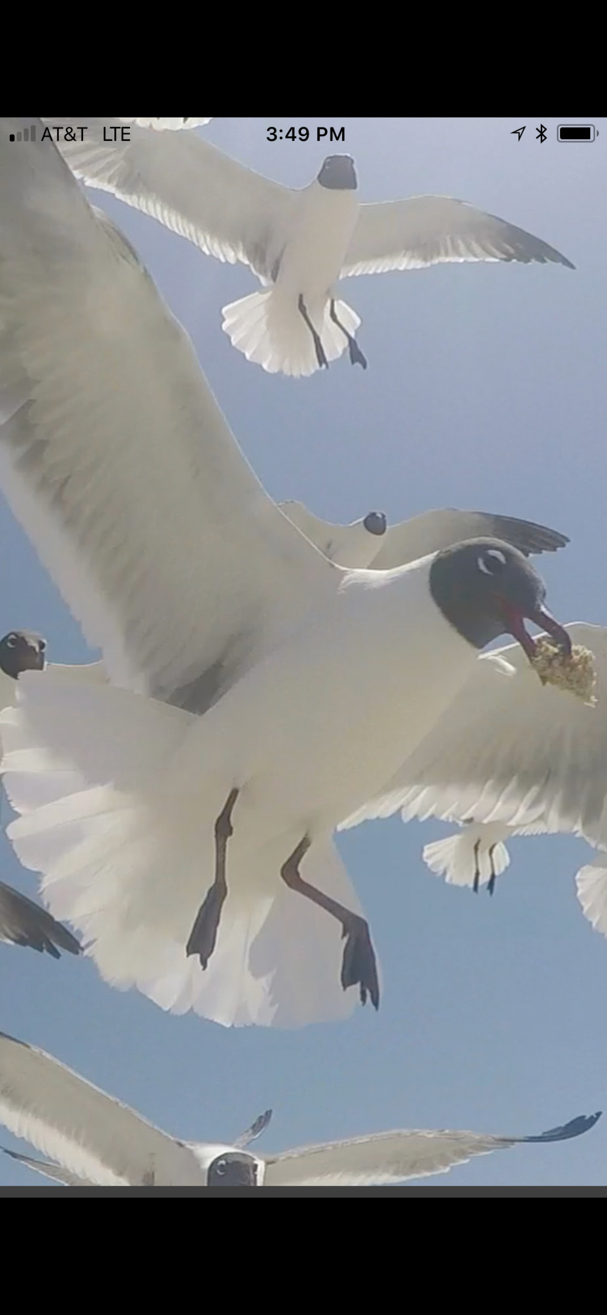 Feeding Galveston Seagulls