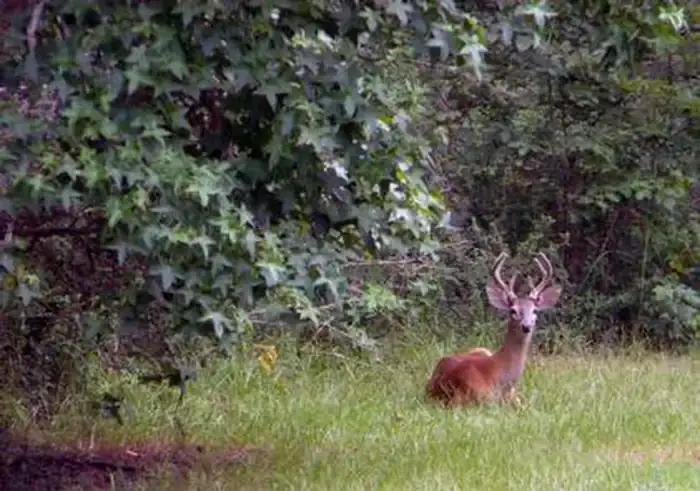 Camper-submitted photo at Whitetail Ridge Campground near Wildwood, GA