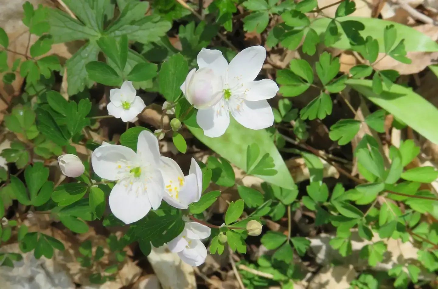 Camper-submitted photo at Chippewa NF Campground near Merrill, WI