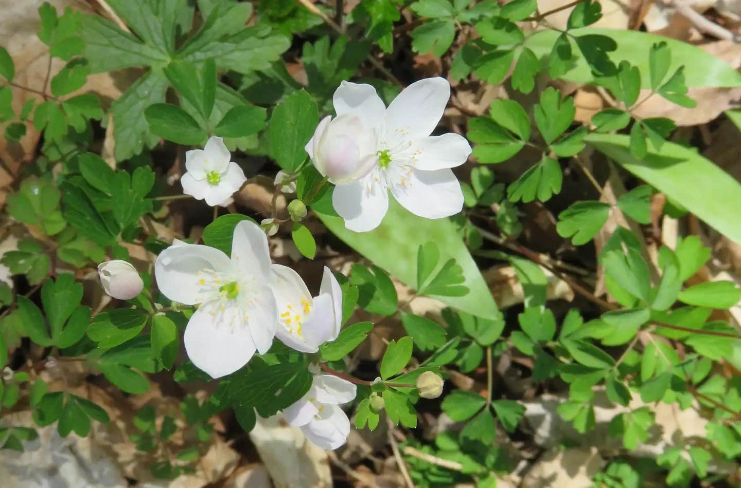 Camper submitted image from Chippewa NF Campground - 1