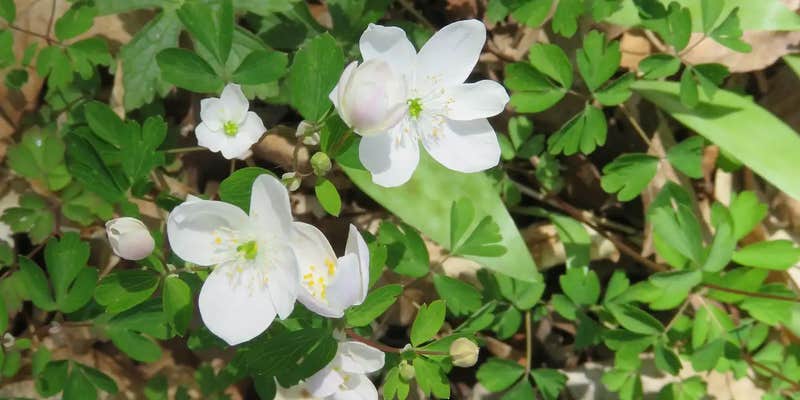 Camper submitted image from Chippewa NF Campground