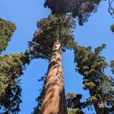 Review photo of Sunset Campground — Kings Canyon National Park by April H., November 17, 2025