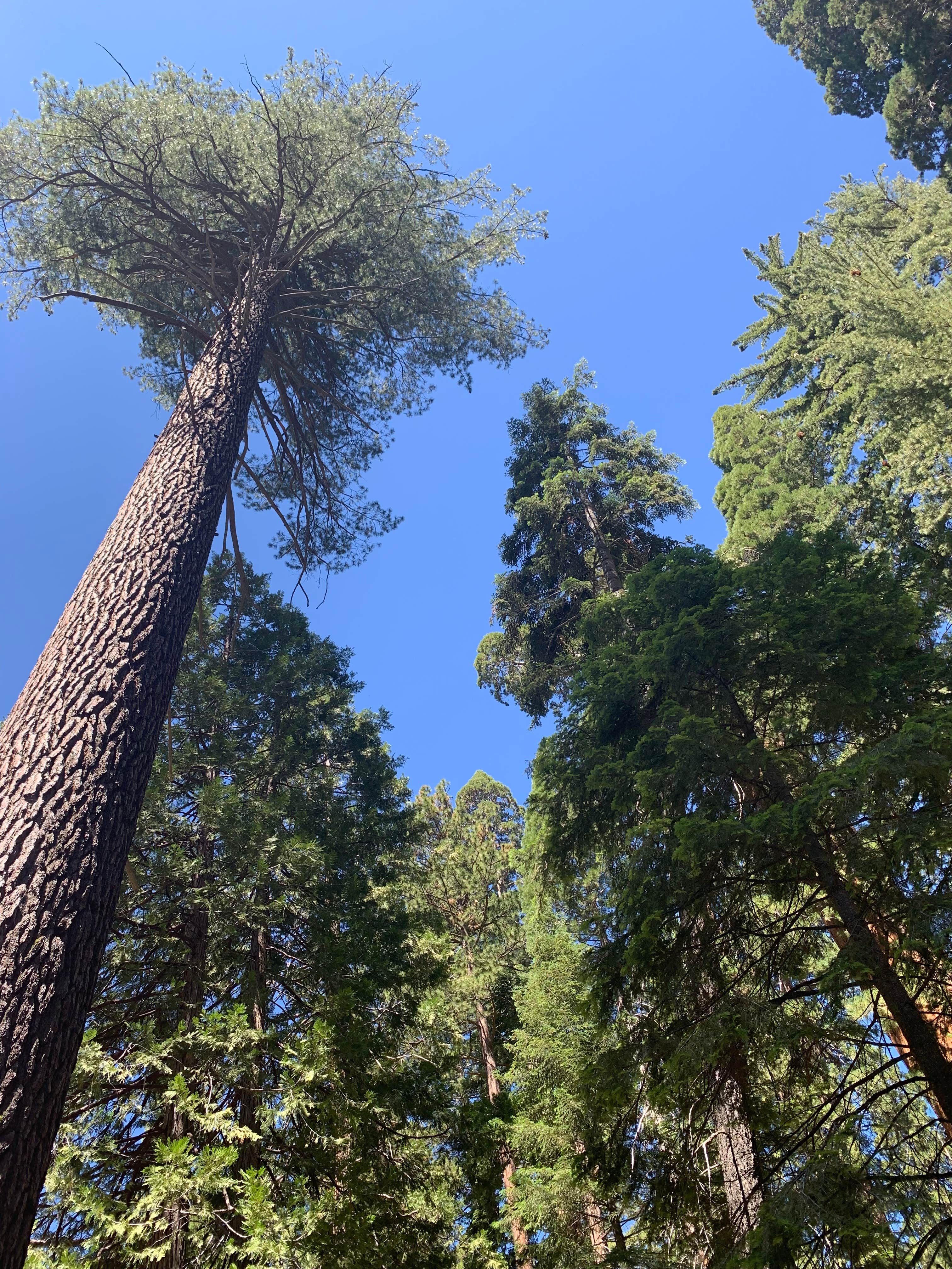 Camper-submitted photo at Lake Isabella-Kern River KOA near Onyx, CA