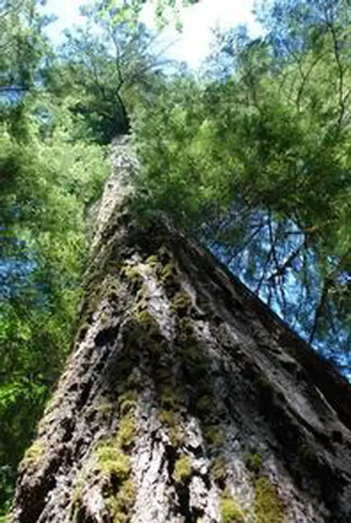 Camper-submitted photo at Paradise In Oregon near Willamette National Forest