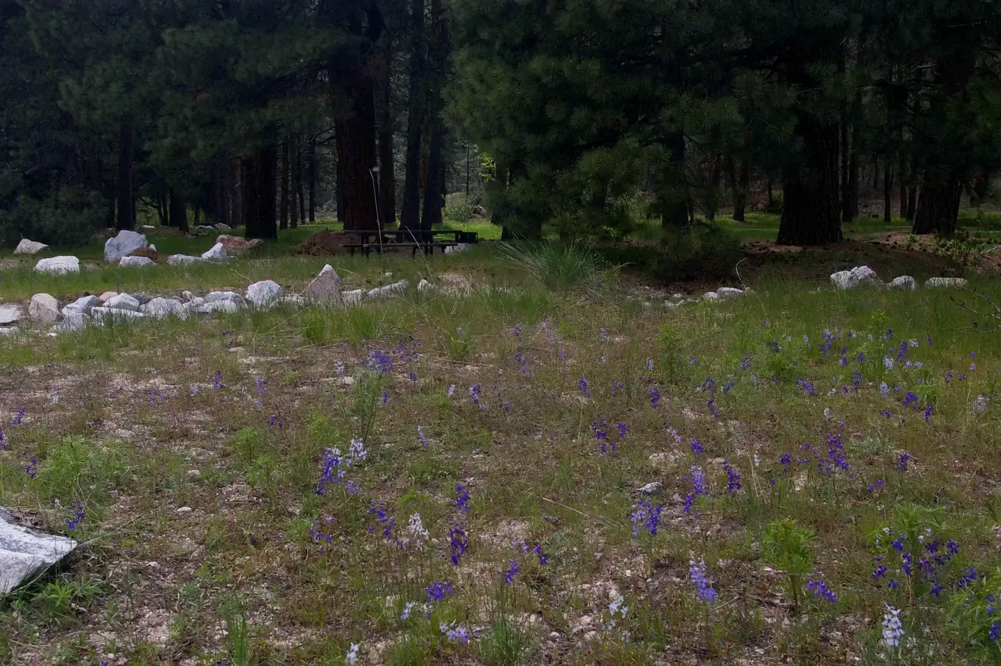Camper-submitted photo at Elks Flat Campground near Corral, ID