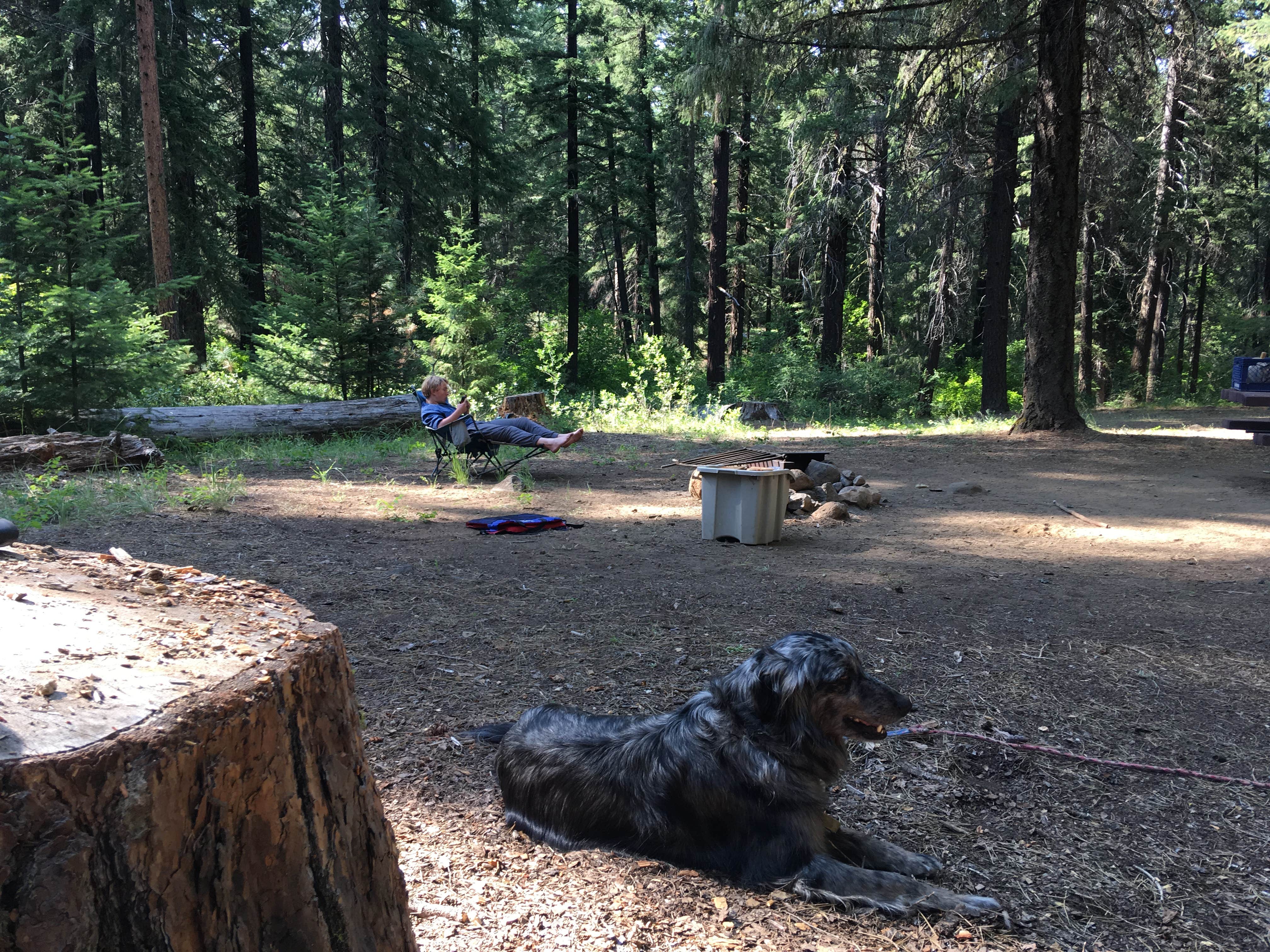 Lindsay M.'s photo of camping with pets at Candle Creek Campground near Madras, OR